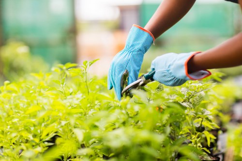 Residential garden upkeep with gardening services in Belmont