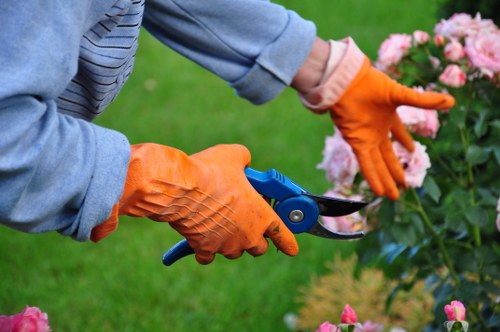 Experienced arborist handling tree removal in Belmont