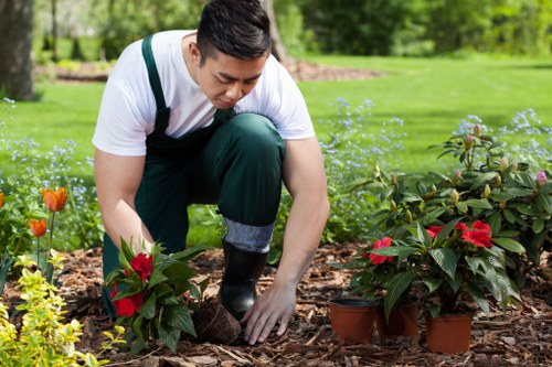 Water-wise landscape gardening in Belmont with native plants