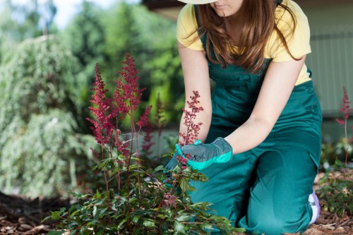 Tools and technique used for precise hedge trimming in Belmont