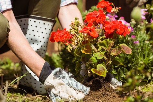 Local Belmont gardening care for plants and lawn maintenance