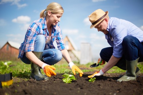 Seasonal plant pruning and mulching in a Belmont garden