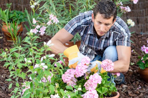 Well-kept Belmont lawn as part of regular garden care