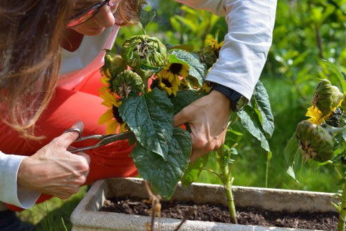 Garden maintenance work in Belmont including pruning and weed control