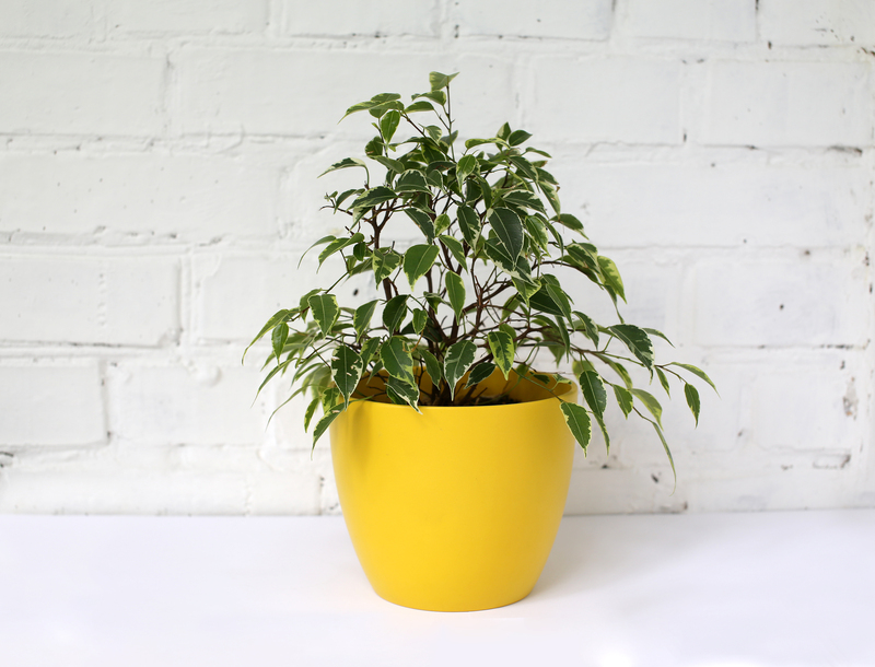 landscape design garden