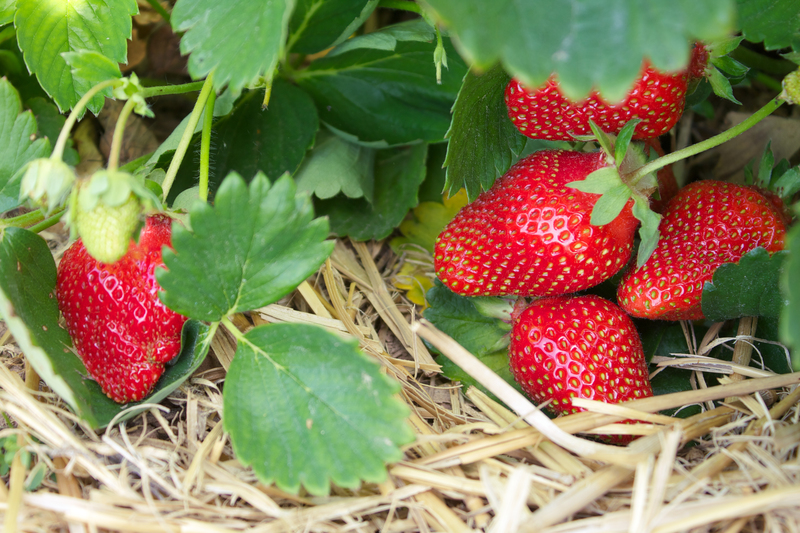 garden planting